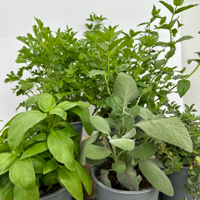 Immagine per la categoria Piante Aromatiche