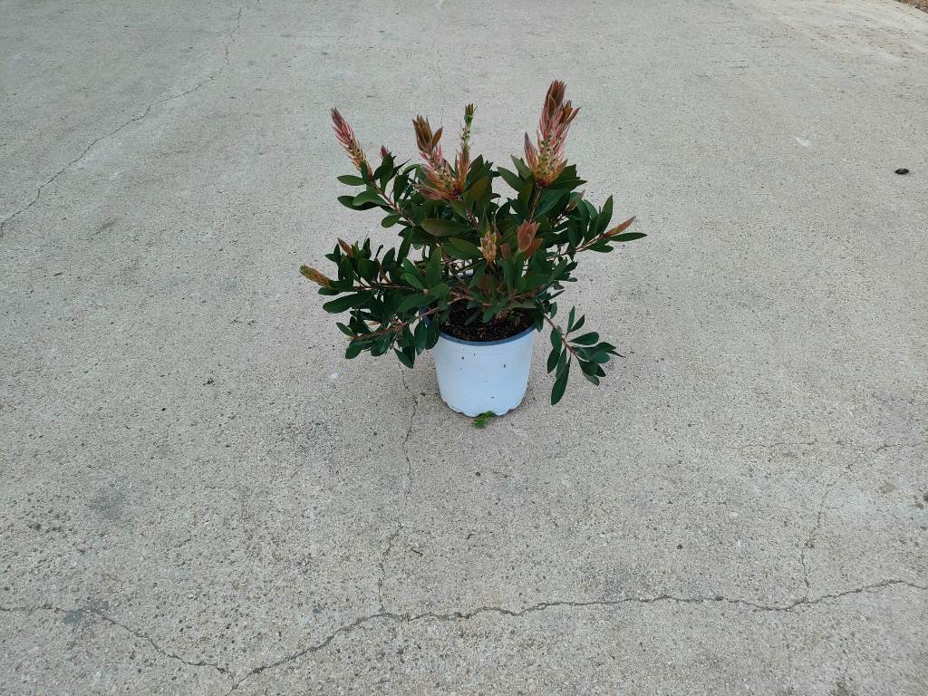 Nandina Domestica Fire Power - Pianta Sempreverde Con Vaso 19cm, Ideale Per Giardino E Terrazzo - Foto 9