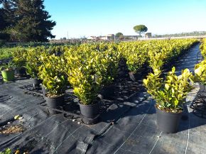 Immagine per la categoria Piante Esterno