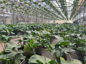 Immagine per la categoria Piante Verdi