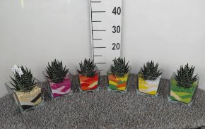 Immagine per la categoria Composizioni