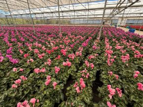 Immagine per la categoria Piante Fiorite