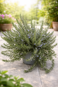 Immagine per la categoria Piante Aromatiche