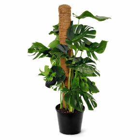 Immagine per la categoria Piante Verdi